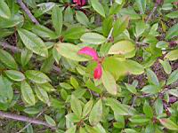 Photinia - Photinia x fraseri Red Robin (fam Rosacees) (01) (Photo F. Mrugala)